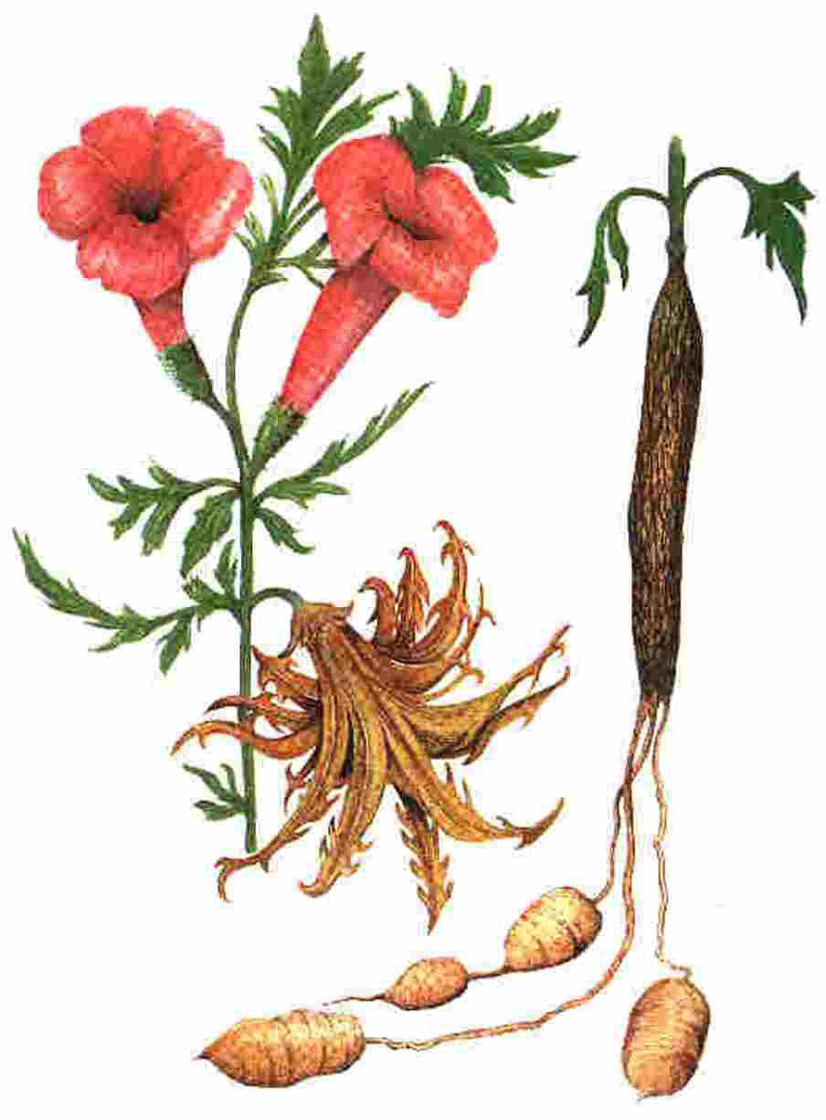 Artiglio del diavolo (Harpagophytum procumbens) - Dizionario delle erbe:  Piante medicinali & erbe 